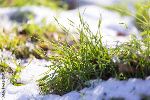 green grass covered with snow and wood © donikz