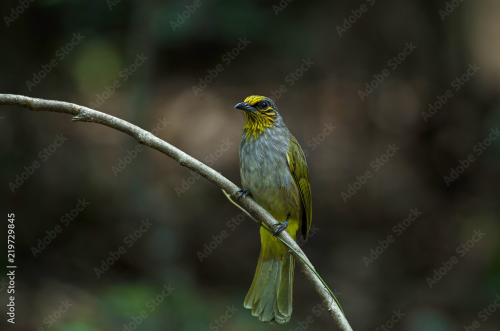 Fototapeta premium Stripe-throated Bulbul on a branch