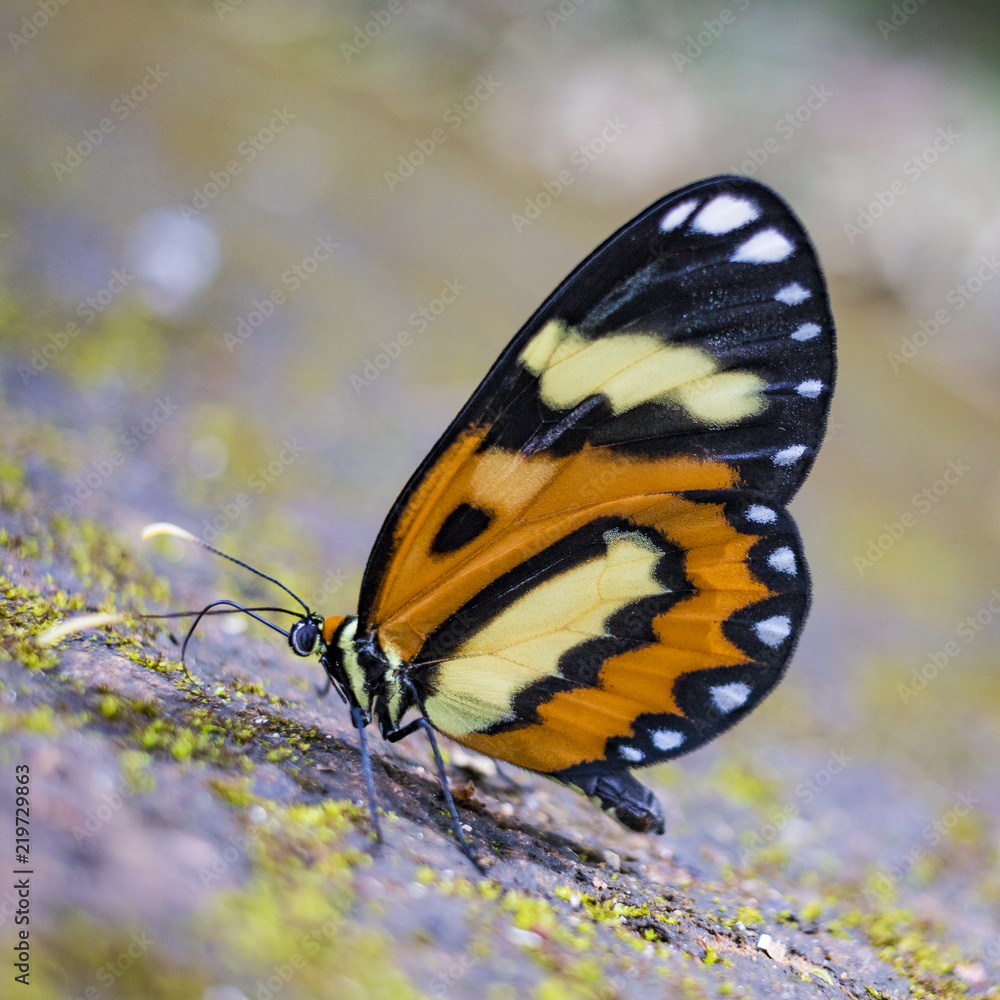 Obraz premium butterfly