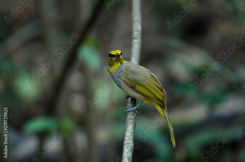 Stripe-throated Bulbul on a branch photo