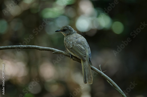 Stripe-throated Bulbul on a branch photo