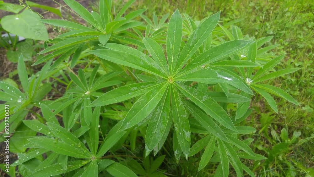 Wet lupine flower swaying in the wind Wet lupine flower swaying in the wind