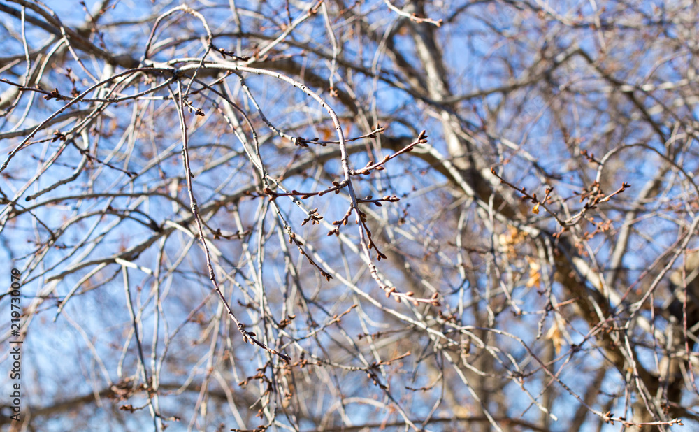 tree branches as background quality tree branches as background quality