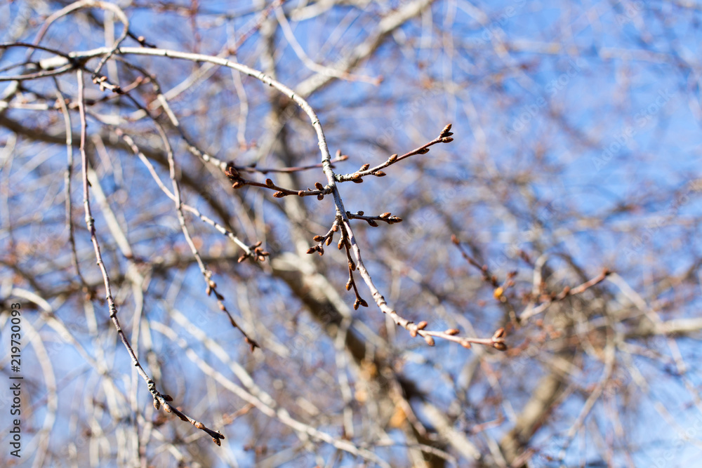 tree branches as background quality