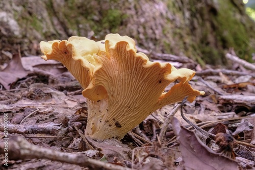 Profile view of a Chanterelle mushroom growing in the forest during late summer at Yates Mill County Park in Raleigh North Carolina