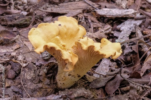 Close up of a large Chanterelle mushroom growing in the forest during late summer at Yates Mill County Park in Raleigh North Carolina