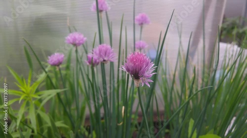 Pink flowers on wet green onions