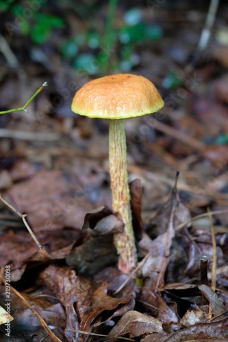 A Shaggy-stalked bolete growing in the forest in late summer at Yates Mill County Park in Raleigh North Carolina