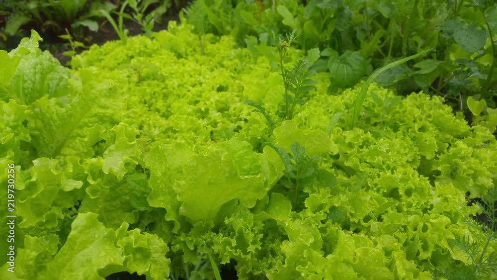 Wet leaves of fresh lettuce in drops after a rain Wet leaves of fresh lettuce in drops after a rain