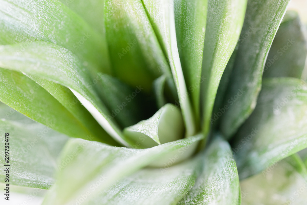 Pineapple Leaves Pineapple Leaves