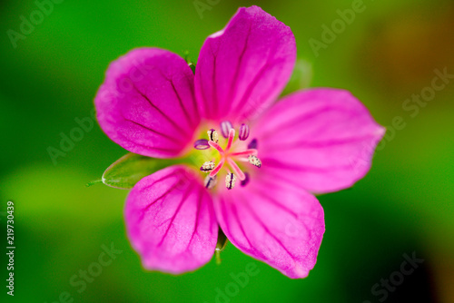 macro geranium flowers