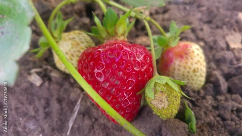 Ripe red strawberries on a branch among immature berries