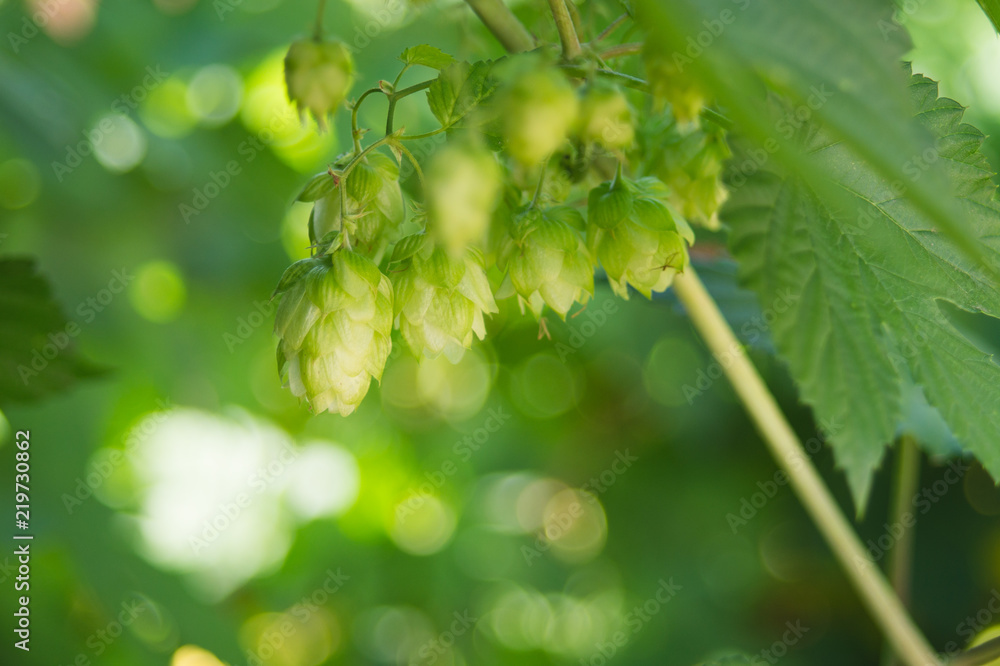 detail of flowering hop cones in hop field at sunny summer day. Ingredient in beer industry. close-up. Craft beer brewing. Ale or lager detail of flowering hop cones in hop field at sunny summer day. Ingredient in beer industry. close-up. Craft beer brewing. Ale or lager