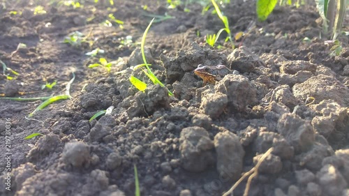 Little brown frog camouflaged with the ground