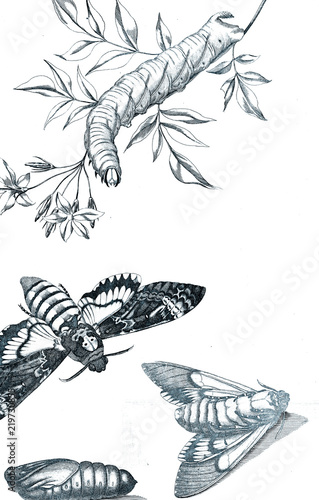 Illustration of insects with flowers. © ruskpp