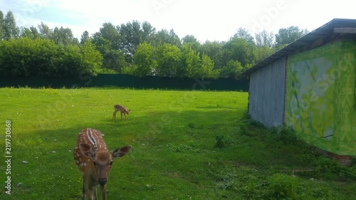 A deer without horns comes closer