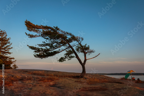 Iconic Wind Swept Pine of Georgian Bay
