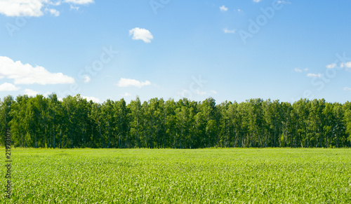 Field of spring grass and forest. In the daytime