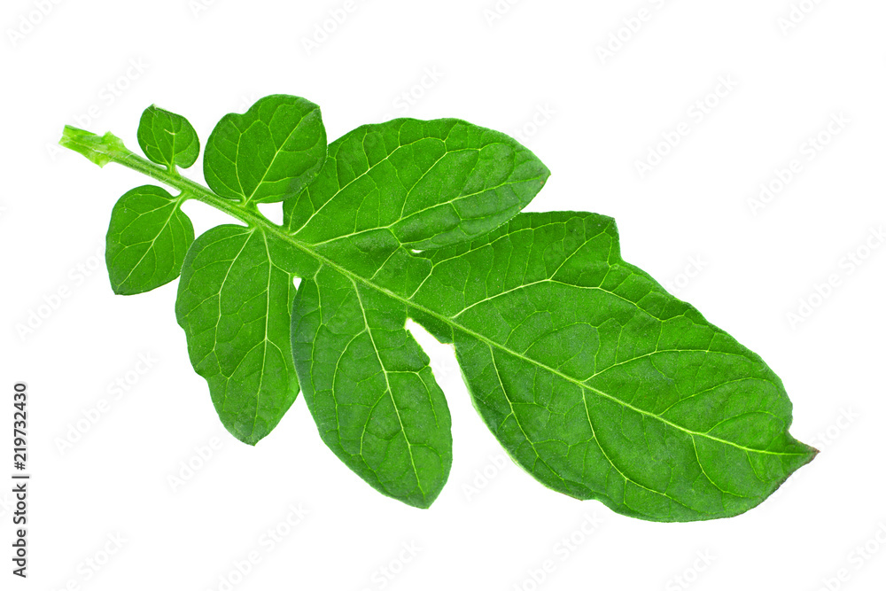 Tomato leaf closeup on white Tomato leaf closeup on white