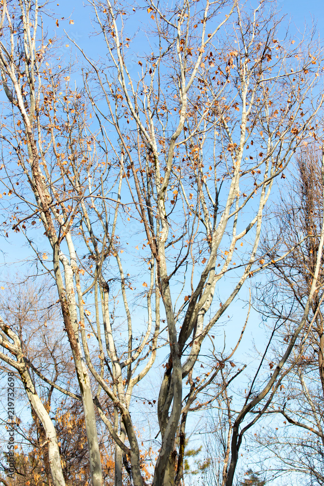 many different trees in the park in winter many different trees in the park in winter