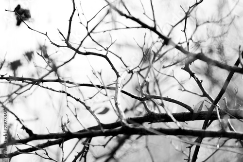 the branches of the tree are black and white
