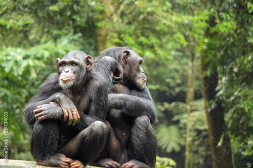 Slika na platnu Chimpanze