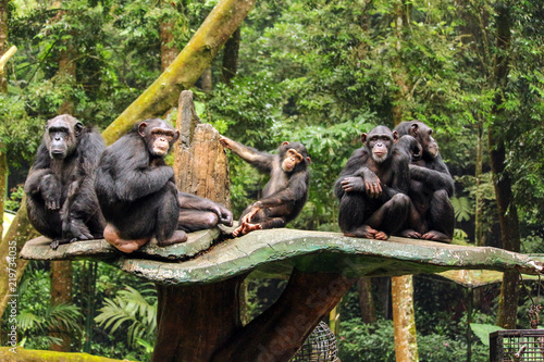 Chimps Family photo