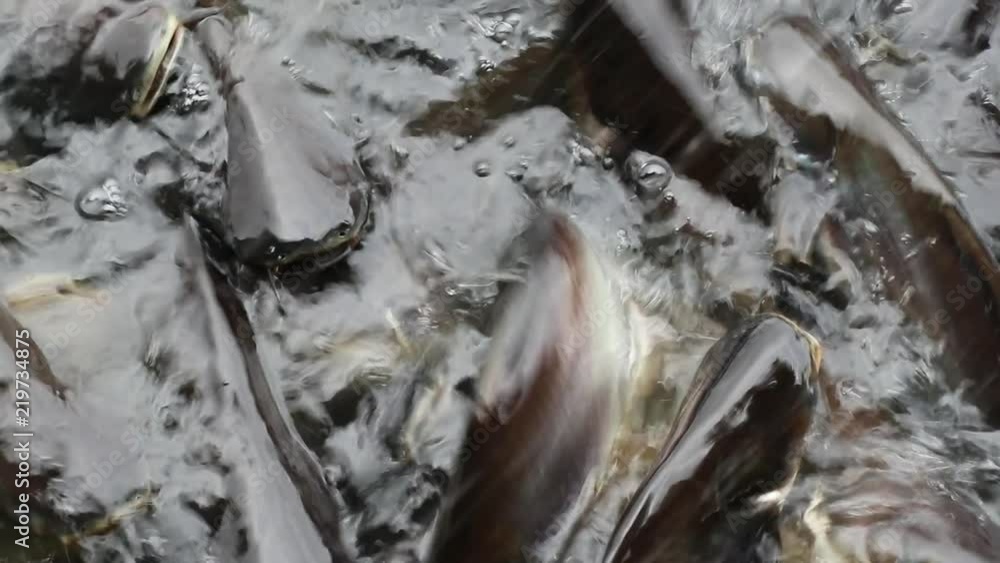 Massive quantity of aggressive shark catfish, Iridescent Shark, Pangasianodon hypophthalmus, searching and waiting for food Massive quantity of aggressive shark catfish, Iridescent Shark, Pangasianodon hypophthalmus, searching and waiting for food