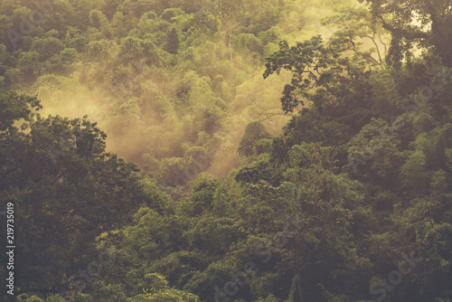 tropical forest layers © chokniti