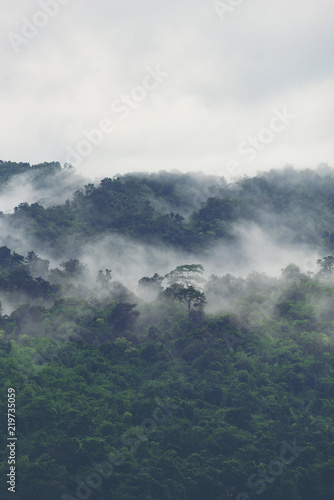 the nature view of tropical...