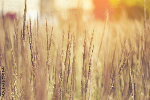 summer grass flower with sunset