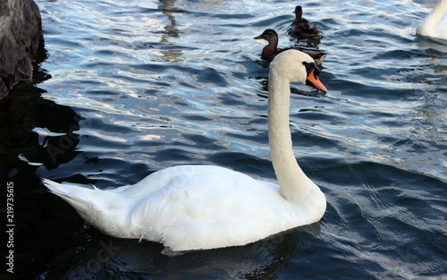 Beautiful Swan in a lake