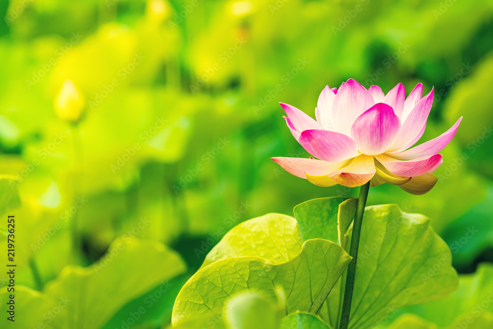 Obraz premium Closeup lotus flower