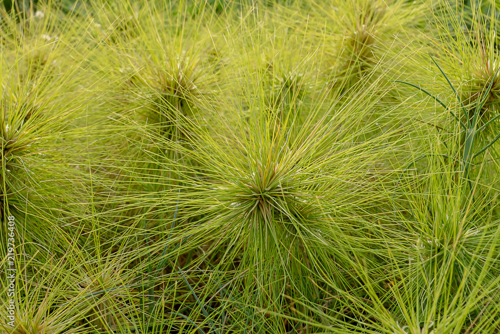Obraz premium Spinifex littoreus grass