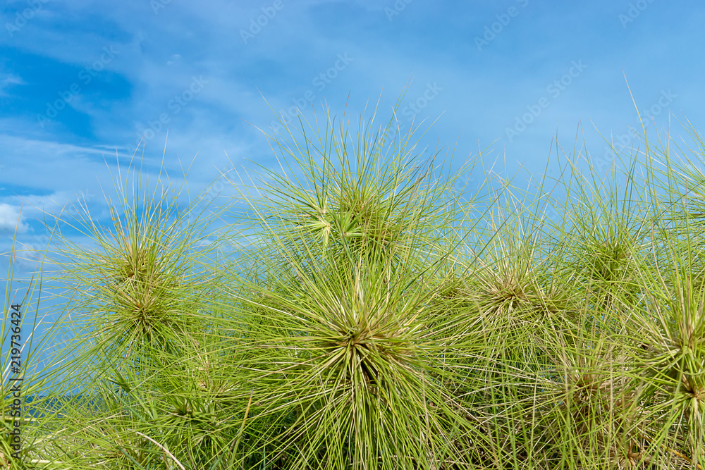 Spinifex littoreus grass