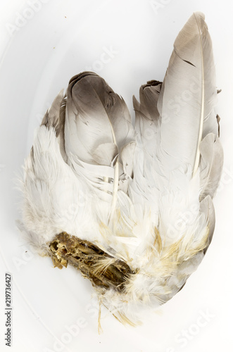 Fototapeta Naklejka Na Ścianę i Meble -  wings of a dead bird on a white background