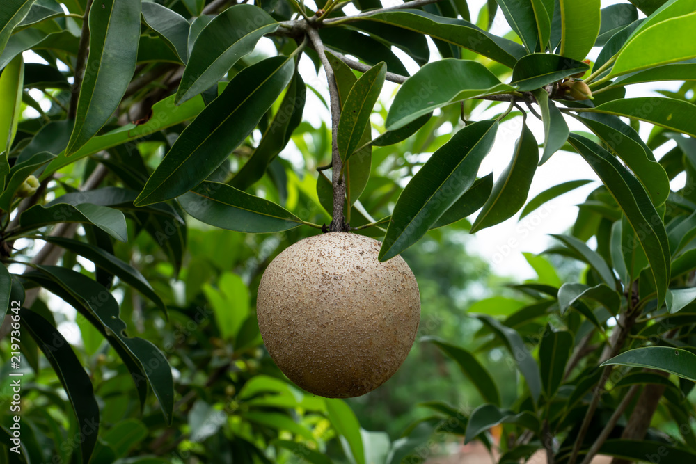 Manilkara zapota fruit Manilkara zapota fruit