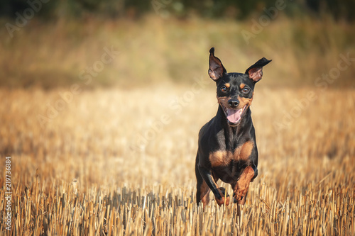 Hund Zwergpisncher steht rennt im Kornfeld bei Sonnenschein im Sommer und hat spaß photo