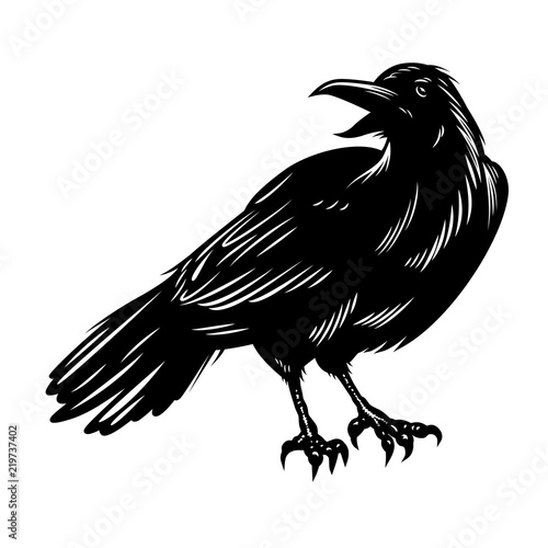 Black raven isolated on white
