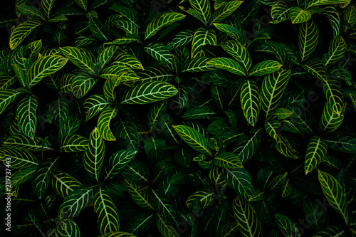 Green leaves background. Green leaves color tone dark  in the morning. botany    nature   Photo concept for background and environment