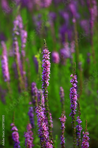 The beauty of the lavender