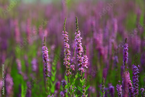 The beauty of the lavender © pdm