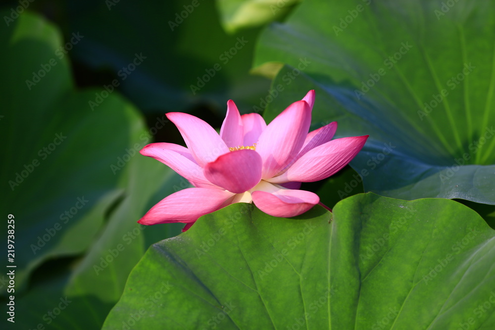 Blooming lotus flower, very beautiful Blooming lotus flower, very beautiful