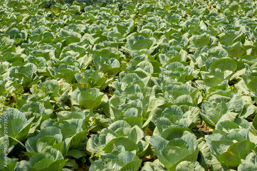 Green fresh cabbage field. Health vegetarian concept. Good for cooking salad. Green fresh cabbage field. Health vegetarian concept. Good for cooking salad.