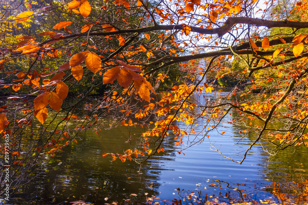 Wonderful Landscape. Colorful Autumn scene