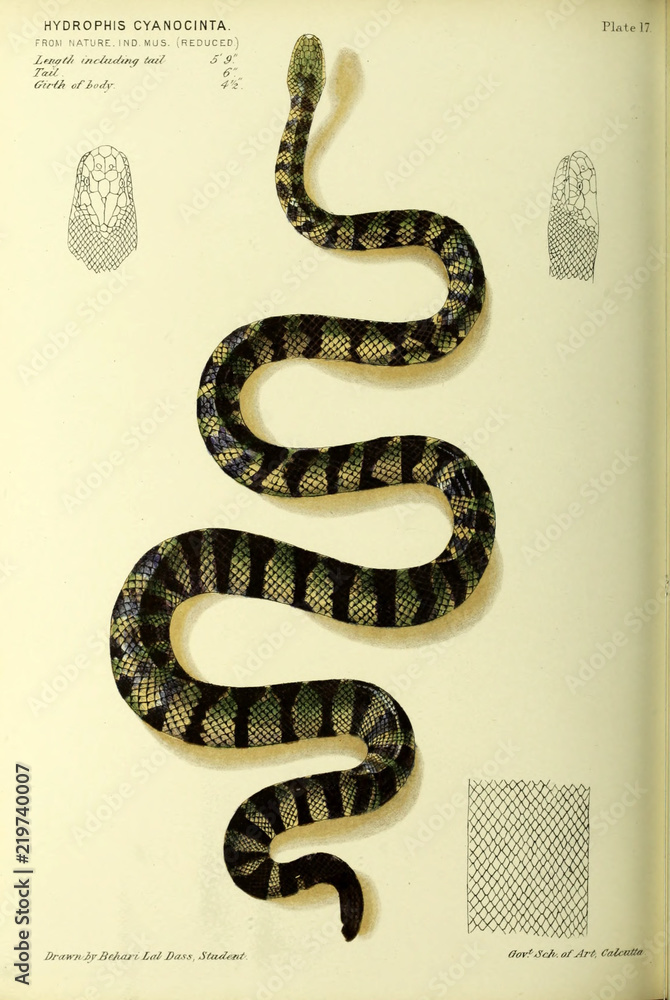 Fototapeta premium Illustration of snake