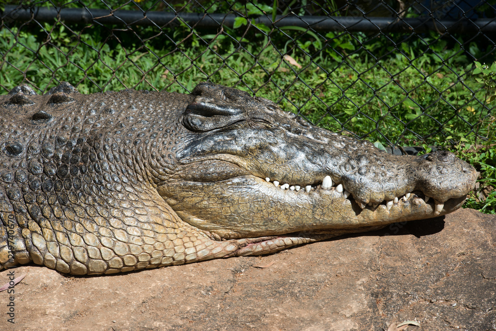Obraz premium ワニ