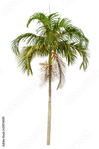 Palm tree isolated on white background. Clipping path included.