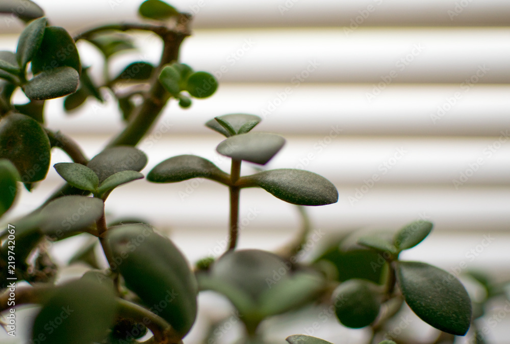 A dark green plant against a background of blinds. A dark green plant against a background of blinds.