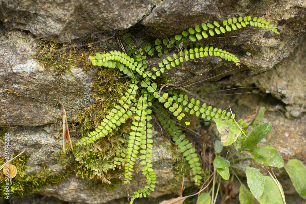 Naklejka premium Green plants between the stones. The moss on the stones. Old stone wall covered with green plants.